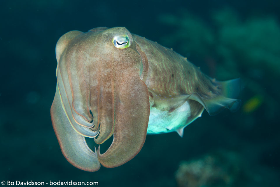 BD-130402-Tulamben-9333-Sepia-latimanus.-Quoy---Gaimard.-1832-[Broadclub-cuttlefish].jpg